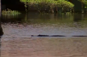 Uragan Ijan sa sobom doneo i aligatore: Grabljivac snimljen dok je plivao ulicama Orlanda! (VIDEO)