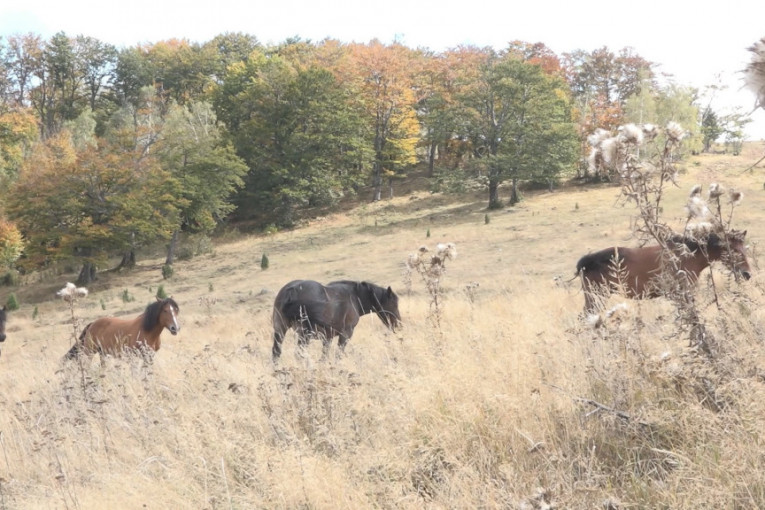 Samo na ovoj planini u Srbiji: Divlji konji su jedini stanovnici planine Stolovi i prava su atrakcija (FOTO)