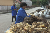 Sve je manje ovaca za šišanje, ali vuna iz Prijepolja pronalazi svoj put: Najkvalitetniji dušeci iz srpskog grada spremni da osvoje svet