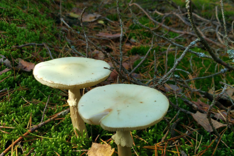 Hitno upozorenje zbog trovanja pečurkama: Jedna osoba preminula, deci dali opasnu zelenu pupavku!