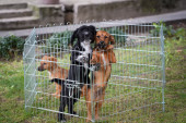 Ko to truje pse po Lebanu: Tokom vikenda u strašnim mukama uginulo sedam životinja! Spasioca kaznila policija, a jedan pas ga ujeo u agoniji