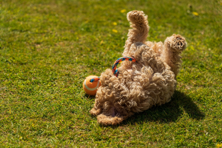 Zašto se psi valjaju po travi? Tri su moguća razloga, a zbog jednog će vam biti posebno drago