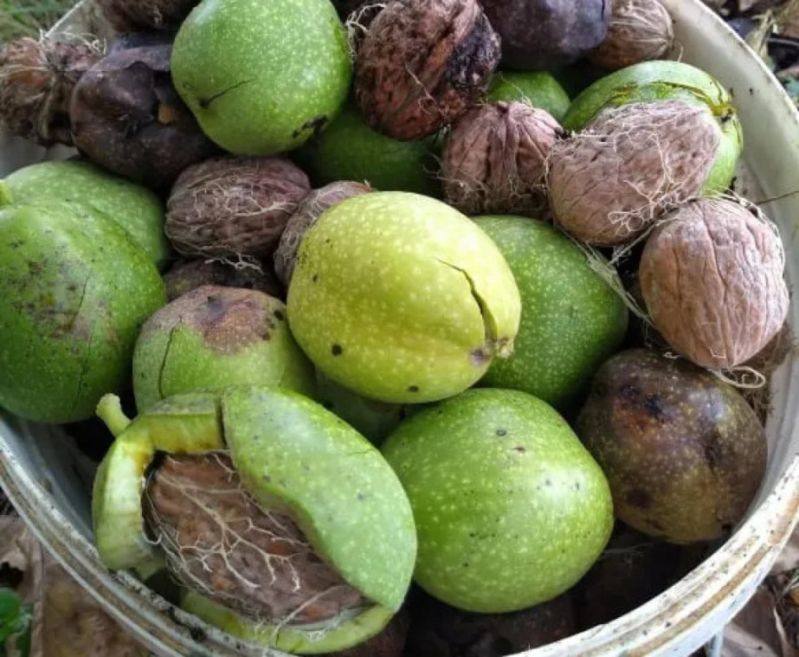 Crveni orah i ove godine rodio u selu Belosavci kod Topole: Androvići imaju neobične plodove u dvorištu (FOTO)