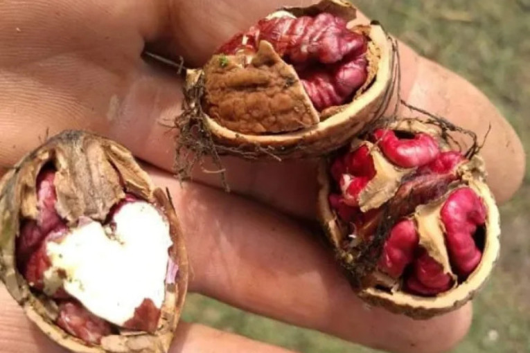 Crveni orah i ove godine rodio u selu Belosavci kod Topole: Androvići imaju neobične plodove u dvorištu (FOTO)