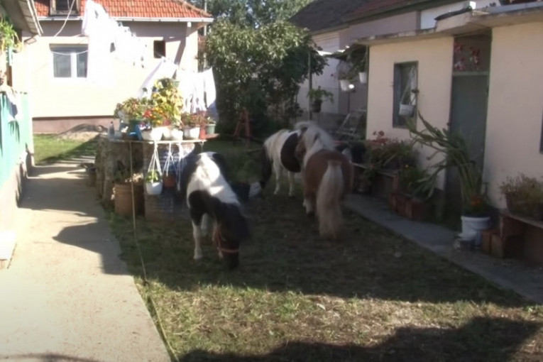 Tri ponija ljubimci su porodice Marjanović: Nekada su služili za rad na njivi, a danas su sve češće kućni ljubimci! (FOTO)