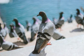 Više neće kročiti na vašu terasu: Tri trika kojima ćete se rešiti golubova