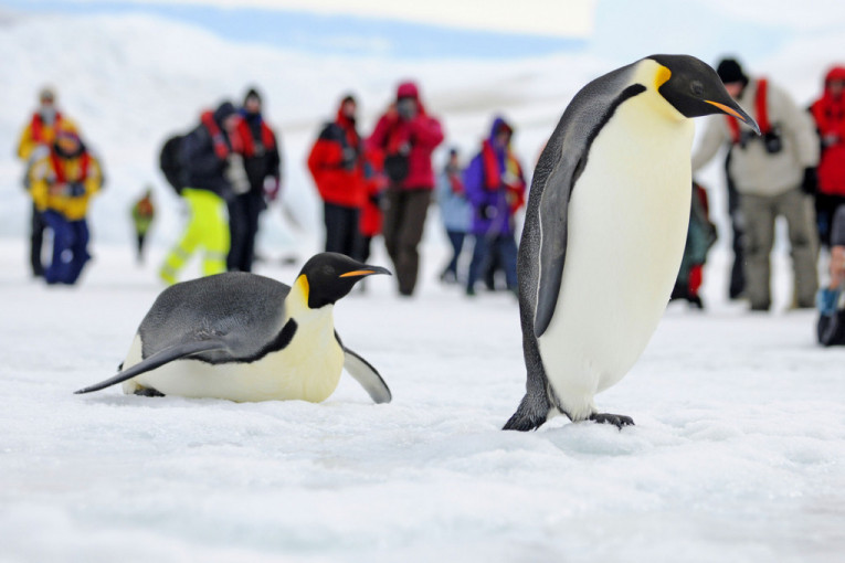 Antarktik postaje sve "bliži" turistima: Evo kako doći do ivice sveta