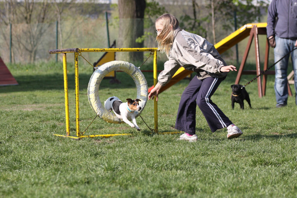 Psi dobijaju više mesta u parkovima, ali mnogi vlasnici ne koriste čak ni postojeće prostore: Stručnjaci objasnili šta treba uraditi!