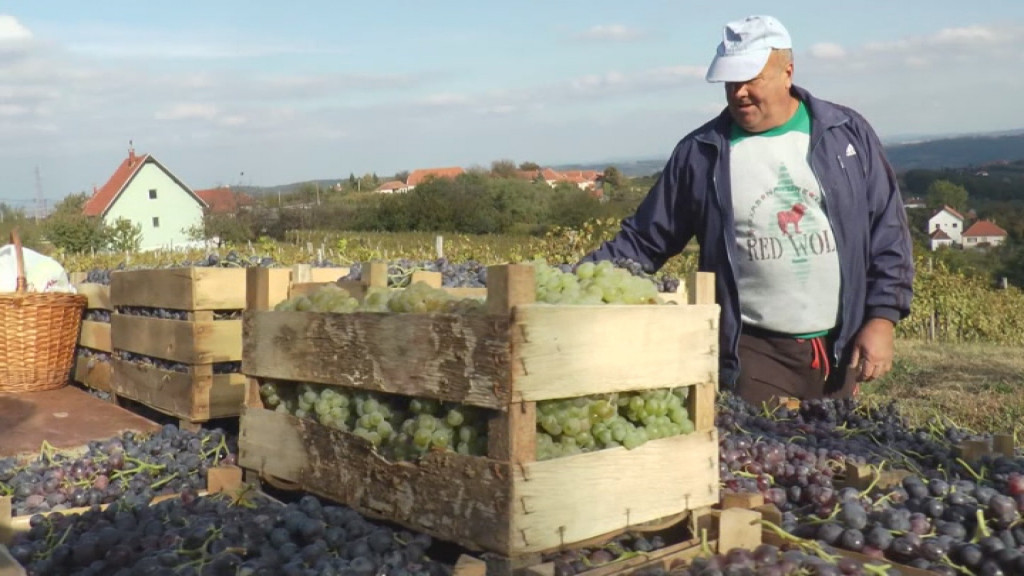 Obrali se vinogradi kod Topole, rod i kvalitet grožđa ove godine odlični: Arsenijevići iz sela Božurnja pet tona stavili u gajbice!