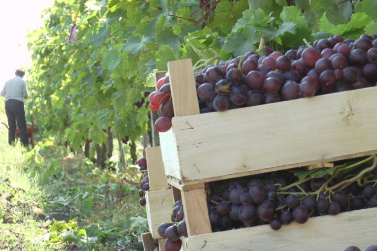 Obrali se vinogradi kod Topole, rod i kvalitet grožđa ove godine odlični: Arsenijevići iz sela Božurnja pet tona stavili u gajbice!