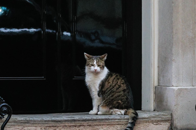 "Prvi mačak" Velike Britanije na društvenim mrežama popularniji od premijerke