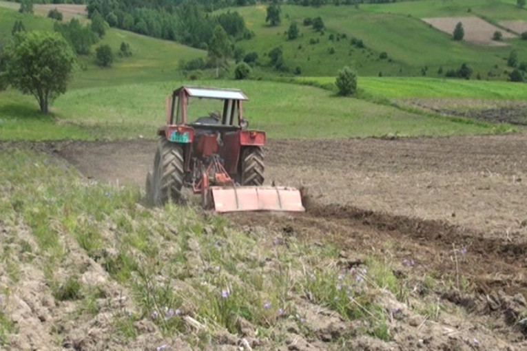 Suša nije desetkovala rod heljde i spelte, ali će cene ovog brašna biti veće za 20 odsto