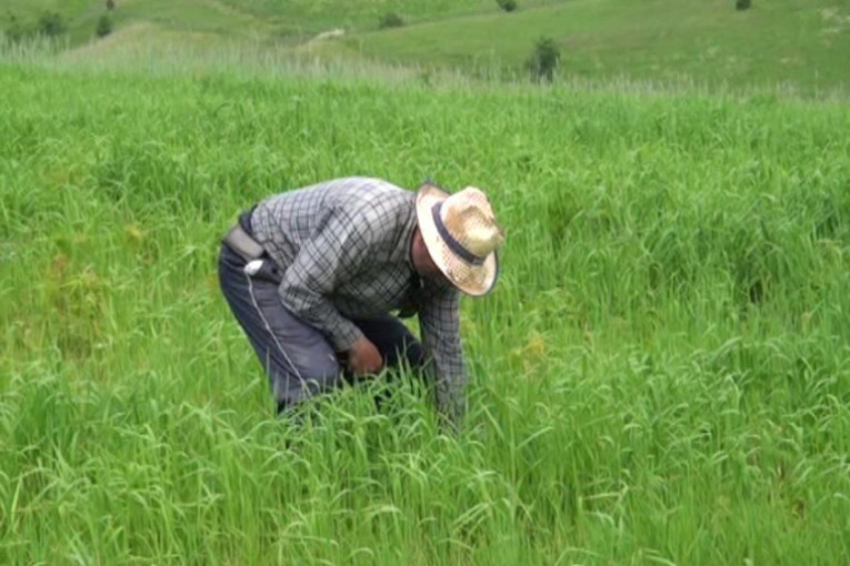 Suša nije desetkovala rod heljde i spelte, ali će cene ovog brašna biti veće za 20 odsto