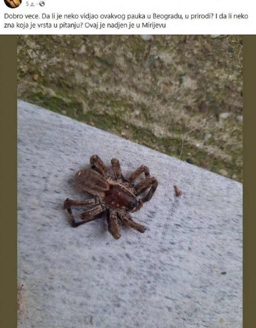 U Mirijevu se pojavio ogroman dlakavi pauk, građani u strahu! Da li se tarantula pojavila u Beogradu? (FOTO)