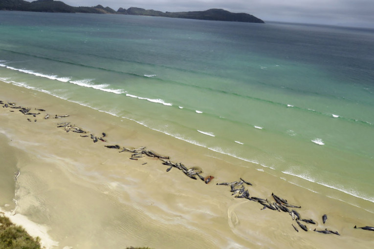 Uginulo svih 240 kitova koji su se nasukali na Novom Zelandu: Zašto se to događa ostaje misterija (VIDEO)