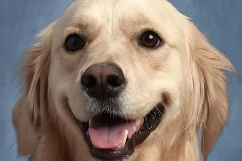 Ona je terapeutski pas, pravi profesionalac i prvi pas koji je dobio fotografiju u školskom godišnjaku