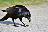 Čuvajte se agresivnih ptica: Zašto vrane napadaju ljude svake godine u maju i kako se zaštititi?