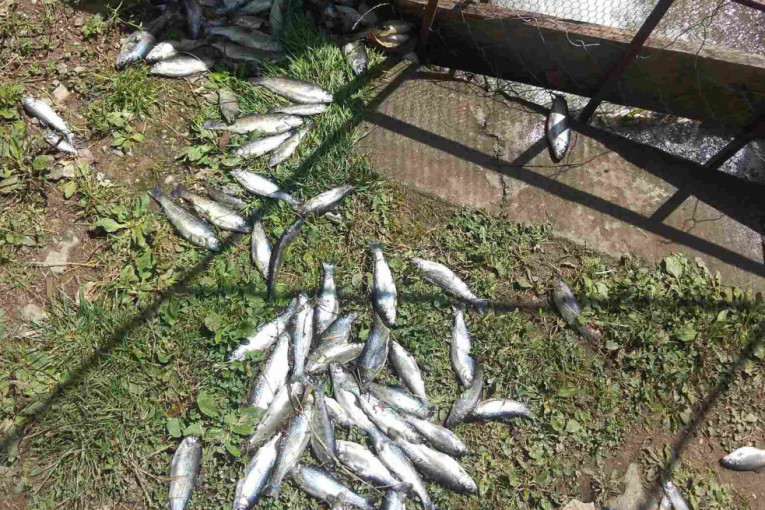 Krivična prijava protiv muškarca (45): Sirov beton ispuštao u reku i ribnjak, uginulo 13.000 kalifornijskih pastrmki