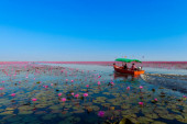 Jezero crvenih lokvanja, jedno od najčudnijih na svetu, privlači turiste spektakularnim scenama na vodi