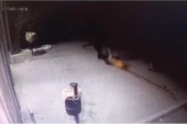 Pucali u psa iz puške, pa ga vukli: Nadzorne kamere u Smederevskoj Palanci sve snimile (UZNEMIRUJUĆI VIDEO)