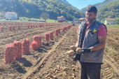 Pola bivše Jugoslavije oni snabdevaju krompirom: Parcele braće Žunić iz Prijepolja prostiru se na osam hektara (FOTO)