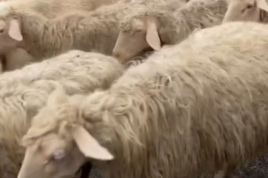 Uočite uljeza: Farmer snimio životinju koja se savršeno stopila sa stadom ovaca (VIDEO)