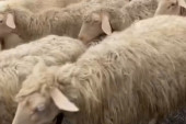 Uočite uljeza: Farmer snimio životinju koja se savršeno stopila sa stadom ovaca (VIDEO)