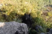 Planinara iznenada napao medved: Čak je snimio dramatičan okršaj (VIDEO)