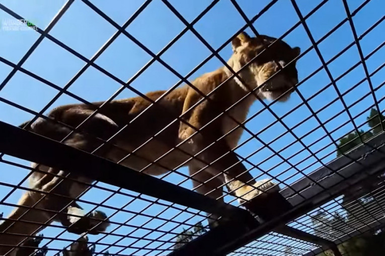 U ovom zoo-vrtu posetioci plaćaju da budu zatvoreni u kavezu dok ih divlje životinje vrebaju (FOTO)