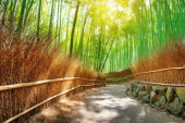Muzika koju stvara priroda! Zvuk šume bambusa je toliko važan da ga je vlada Japana zaštitila zakonom