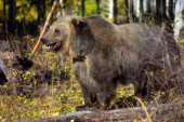 Muškarac u samoodbrani ubio grizlija – napao ga dok je brao borovnice
