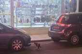 Maca kradljivica: Mačka je imala crnu plišanu lutku, ali želela je crvenu... Onda je ušla u prodavnicu igračaka (VIDEO)