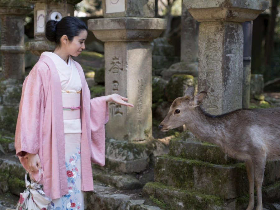 Zavirite u grad u kome hiljade divljih jelena gospodari ulicama