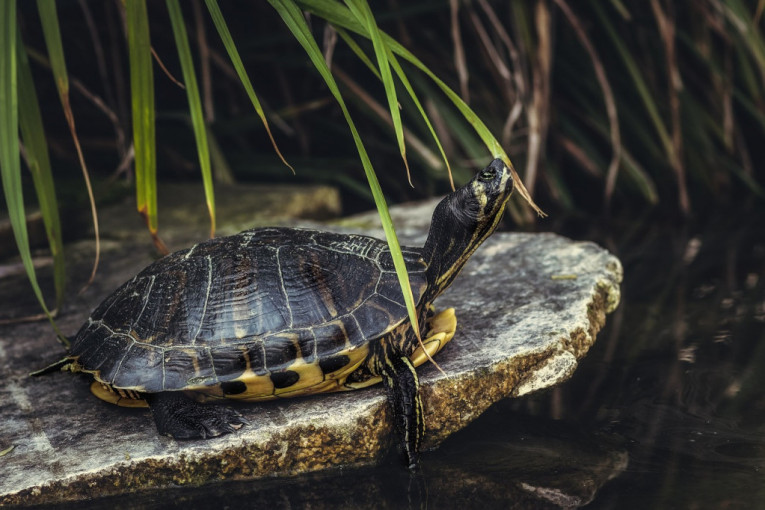 Bečki zoo-vrt spasio retku vrstu kornjača od izumiranja!