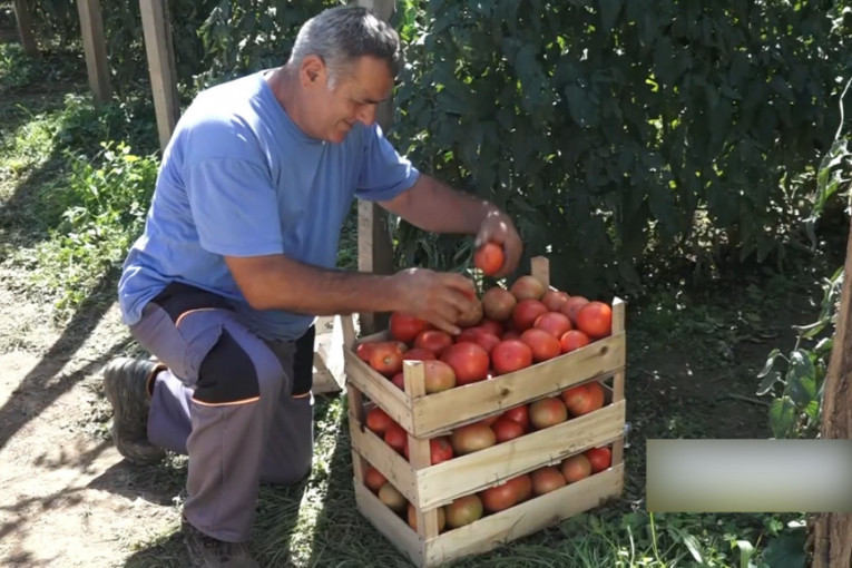 Najkvalitetniji paradajz u Srbiji dolazi iz čačanske Trnave, ali će ga možda biti sve manje (FOTO/VIDEO)