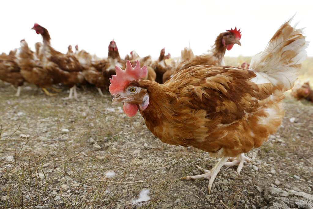 "Kokokolj" na jugu Holandije: Ptičiji grip usmrtio više od 25.000 kokošaka!