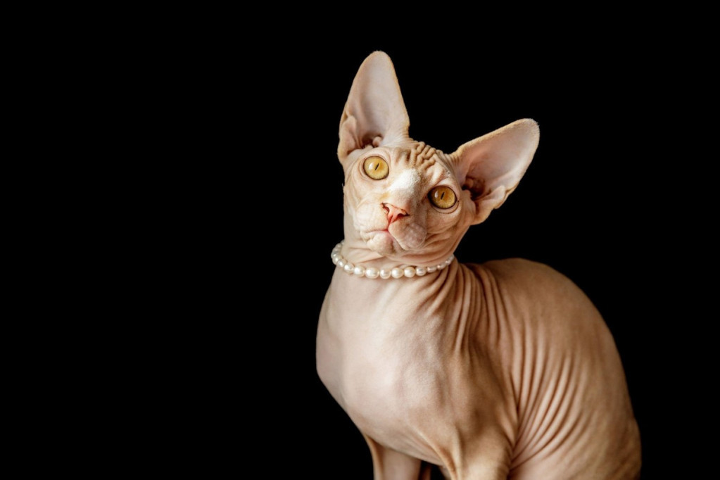 Zašto su mačke sfinks oćelavile i kako su uspele da pronađu obožavaoce širom sveta?