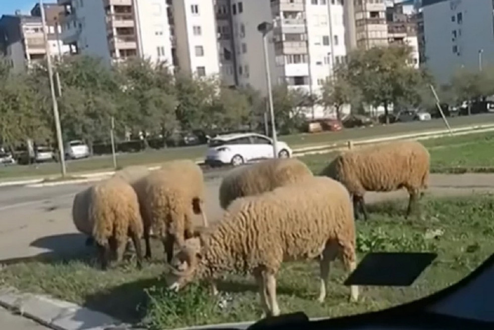 "Neko doveo zavičaj sa sobom": Stado ovaca mirno pase travu između novobeogradskih zgrada (VIDEO)