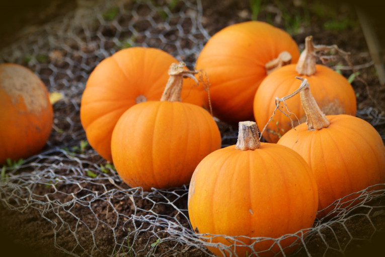 Recept dana: Potaž od bundeve sa piletinom je ukusan obrok koji greje telo i dušu tokom hladnih jesenjih dana