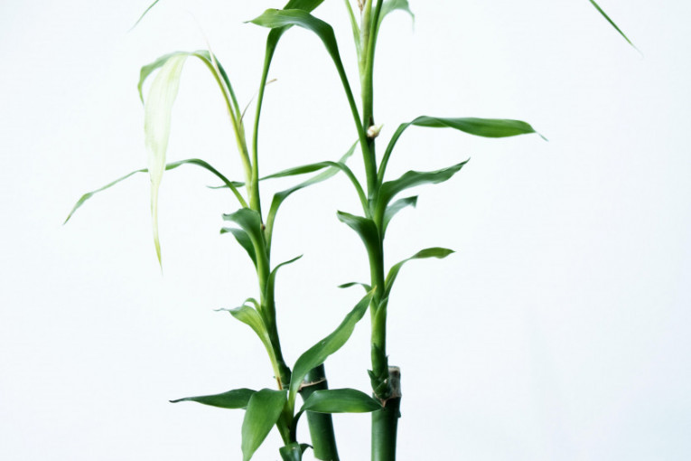 Ako imate ovu biljku u kući, imate zeleni magnet za sreću, uspeh i obilje, a ne traži ni saksiju