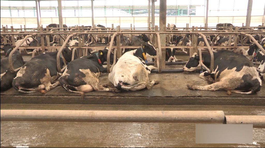 I životinje dobile svoj sindikat! Beneficije kao za zaposlene, briga o prostoru gde borave...