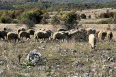 Šteta teška 5.000 evra! Srbinu sa KiM Kurtijevi poslušnici ukrali i ubili stado ovaca!