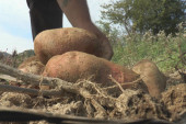 Jedan krompir težak preko dva kilograma: Na visovima planina Mučanj i Javor rađa najkvalitetnija krtola u regionu (FOTO)