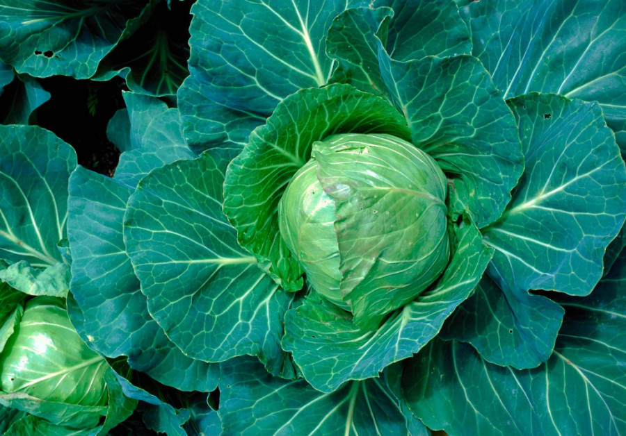 Panika pred sezonu! Ovaj kupus je opasan, evo kako da ga prepoznate