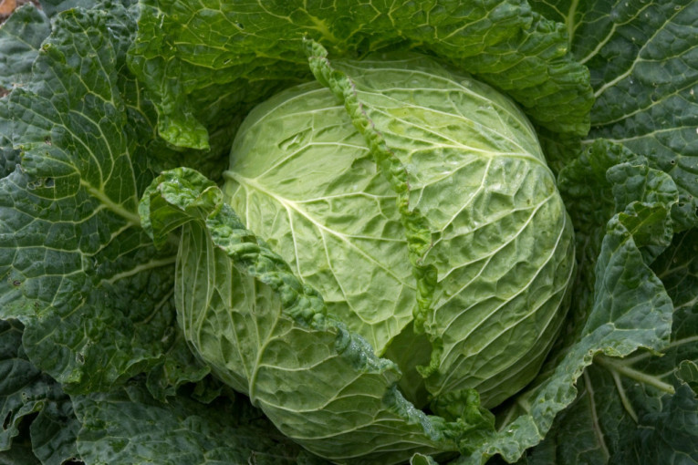 Panika pred sezonu! Ovaj kupus je opasan, evo kako da ga prepoznate