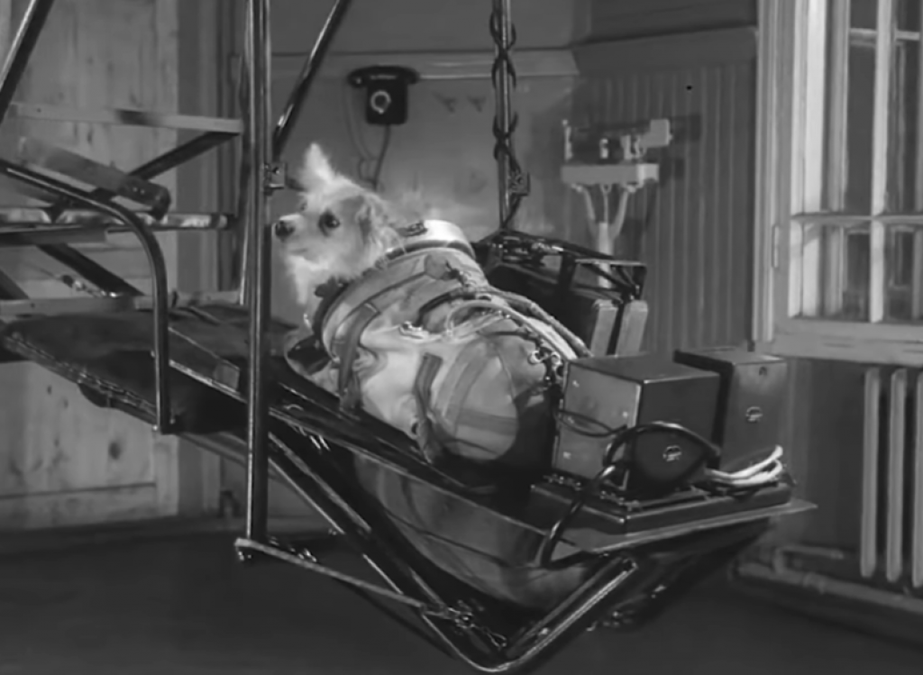 Tužna priča Lajke, prvog psa u svemiru: Zašto je baš ova ženka izabrana za istorijsko putovanje? (VIDEO)