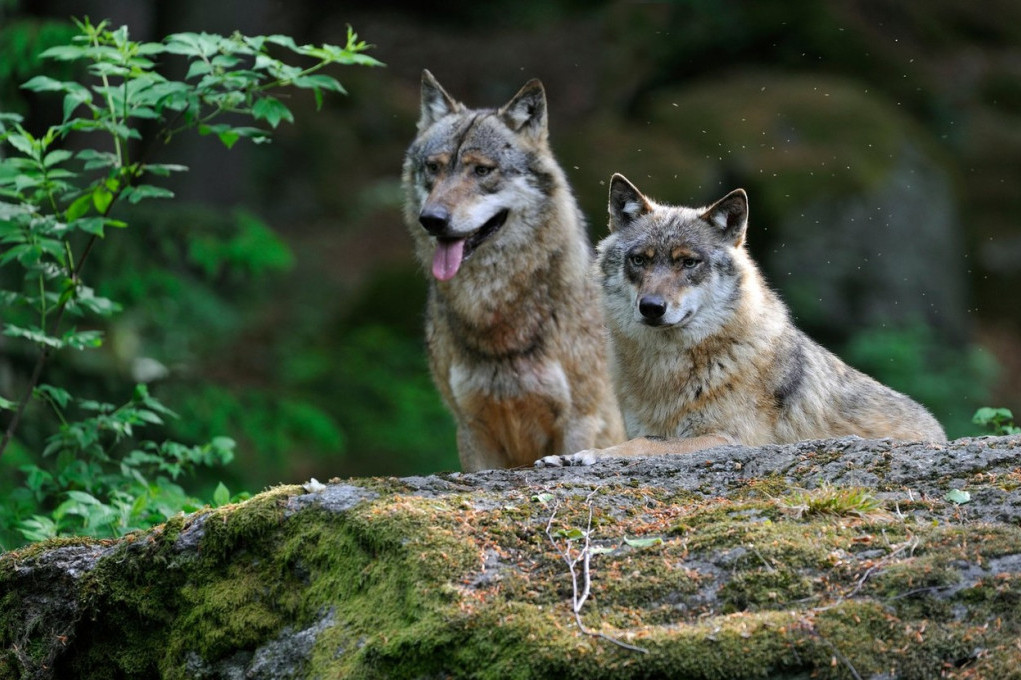 Posle 100 godina, sivi vuk prošetao Kalifornijom – ipak nije izumro