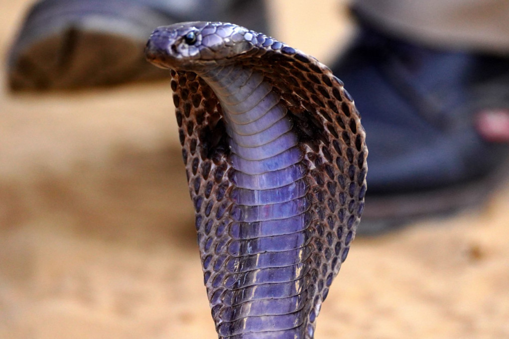 Incident na snimanju emisije: Voditeljku ujela zmija (VIDEO)