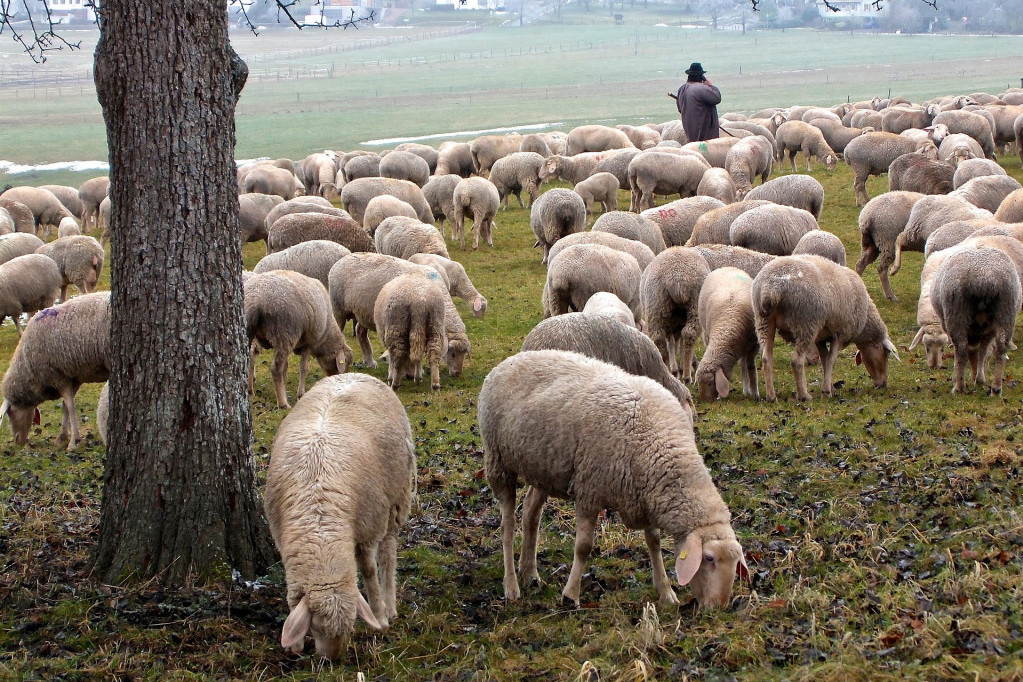 U domaćem ovčarstvu veća tražnja od ponude: Stranci izvoze ovce iz Srbije