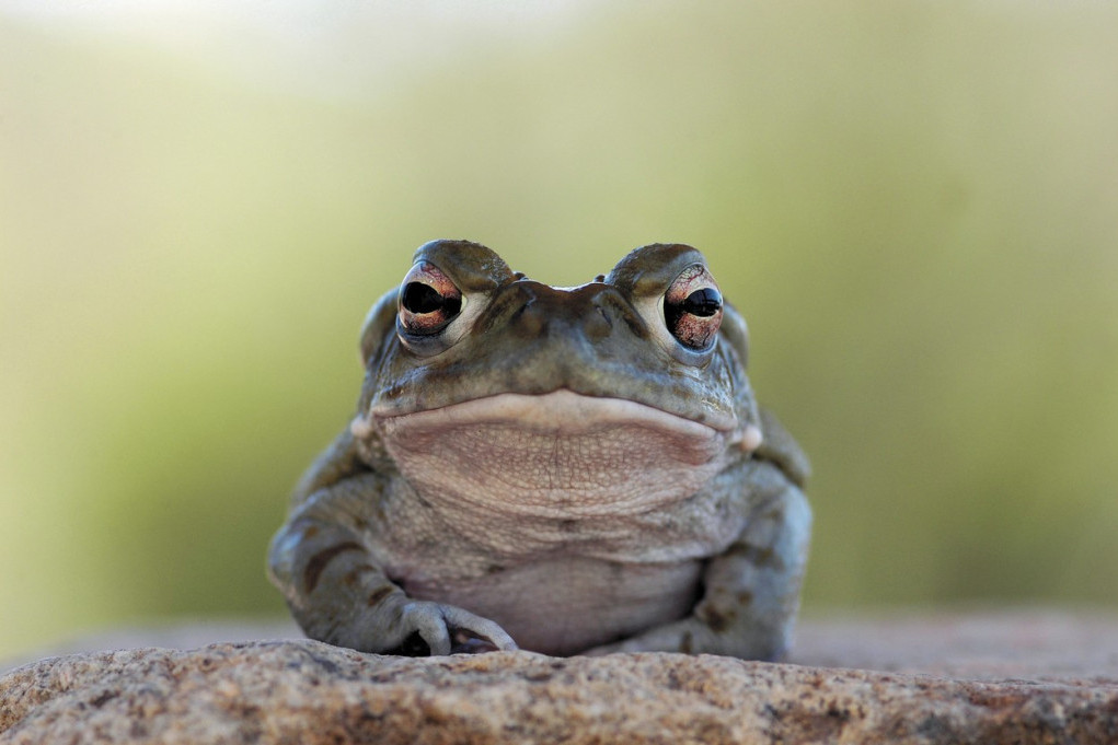 "Ne ližite ove žabe": Vlasti izdale neobično upozorenje građanima (FOTO)